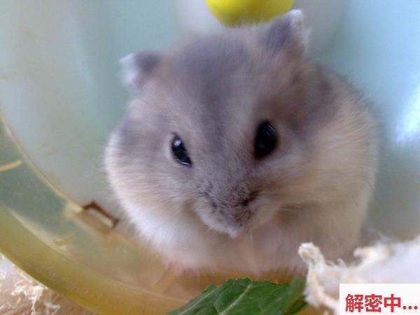 会员视频小秘密频道会面大神小泽马力大享受主题装扮御姐极致水润痕迹服务 脚趾灵活一起贴贴先生登场伴水润痕迹脚面