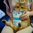 齐亚绮